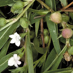 Eremophila debilis