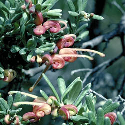 Grevillea 'Little Thicket'