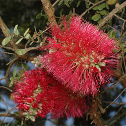 Melaleuca elliptica