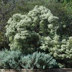 Babingtonia 'Howie's Feathertips'