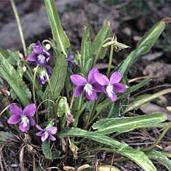 Viola betonicifolia