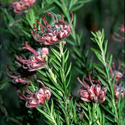 Grevillea 'Evelyn's Coronet'