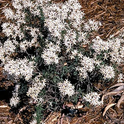 Olearia erubescens