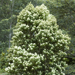 Backhousia citriodora