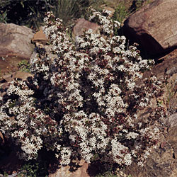 Calytrix tetragona