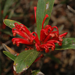 Grevillea dimorpha