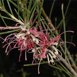 Hakea verrucosa