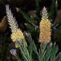 Callistemon pityoides