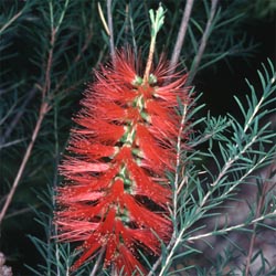 Melaleuca lateritia