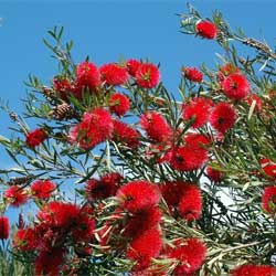 Callistemon phoeniceus