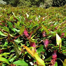 revillea 'Poorinda Royal Mantle'