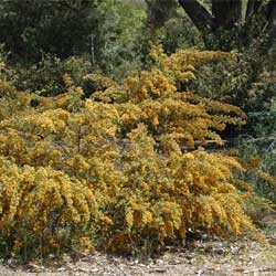 Pultenaea villosa