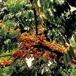 Castanospermum australe