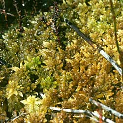 Sphagnum cristatum