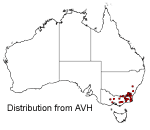 Veronica perfoliata distribution