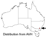 Grevillea diminuta distribution