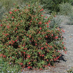 Grevillea rhyolitica 