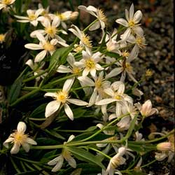 Clematis gentianoides