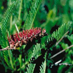 Grevillea dryandroides