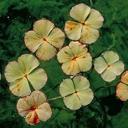 Marsilea drummondii