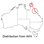 Myrmecodia beccarii distribution