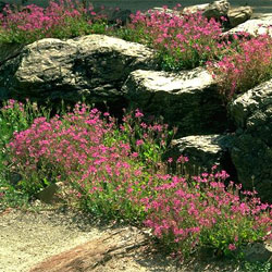 Pelargonium rodneyanum