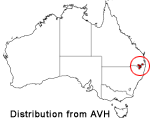 Thelionema grande distribution