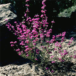 Mirbelia speciosa