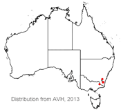 Zieria citriodora distribution