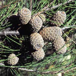 Allocasuarina inophloia