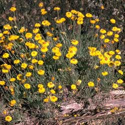 Leucochrysum albicans