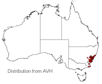 Allocasuarina distyla distribution