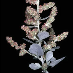 Atriplex nummularia