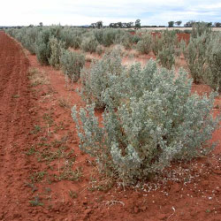 Atriplex nummularia