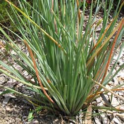 Bulbine glauca