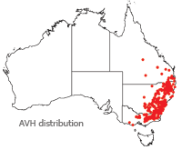 Goodenia hederacea distribution