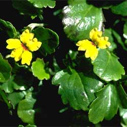 Goodenia hederacea