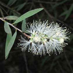 Melaleuca groveana