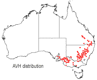 Acacia lineata distribution