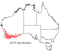 Lechenaultia formosa distribution