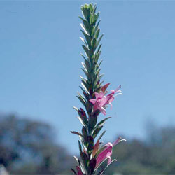 Eremophila calorhabdos