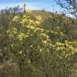 Bursaria spinosa subsp. lasiophylla