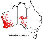 Blandfordia grandiflora distribution