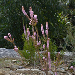 Epacris purpurascens APII dig 32644