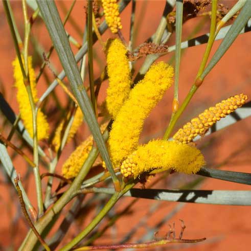 Acacia ammobia APII dig 32648