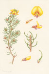 Pultenaea mollis