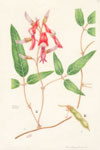 Kennedia rubicunda