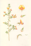 Pultenaea procumbens