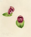 Corybas fimbriatus