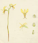 Diuris brevifolia